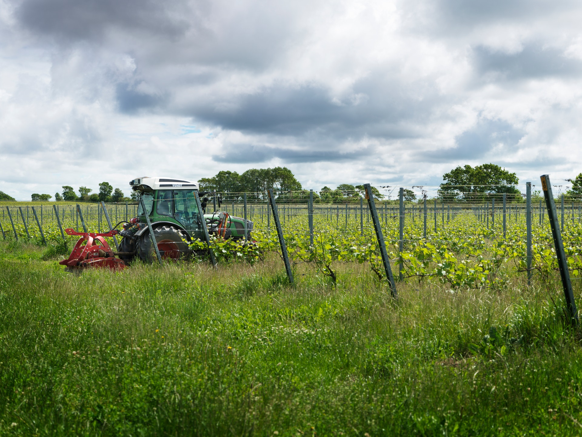 En traktor arbetar i en vingård bland gröna vinrankor. Rader av vita trådstöd sträcker sig över fältet under en molnig himmel.