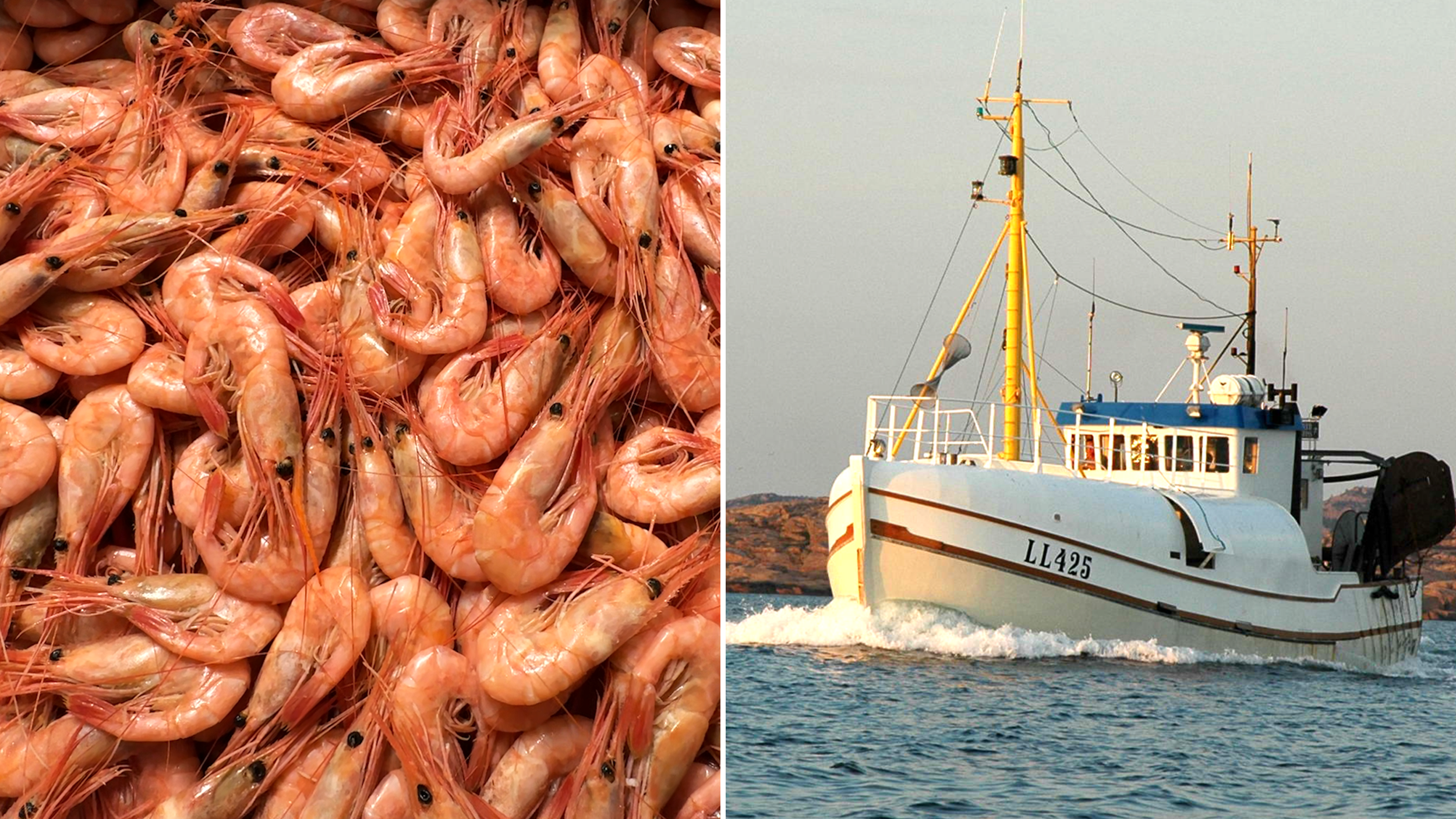 Trendbrottet: Mer räkfiske i Sverige framöver