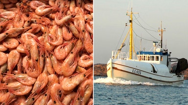 Trendbrottet: Mer räkfiske i Sverige framöver