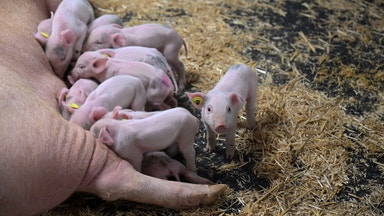 Självstädande golv för grisar – fläskig exportaffär i miljardklass