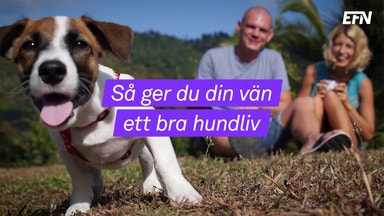 Tänk på det här när du försäkrar din hund