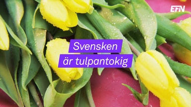 Rusning efter tulpaner