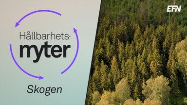 Skogen och koldioxiden