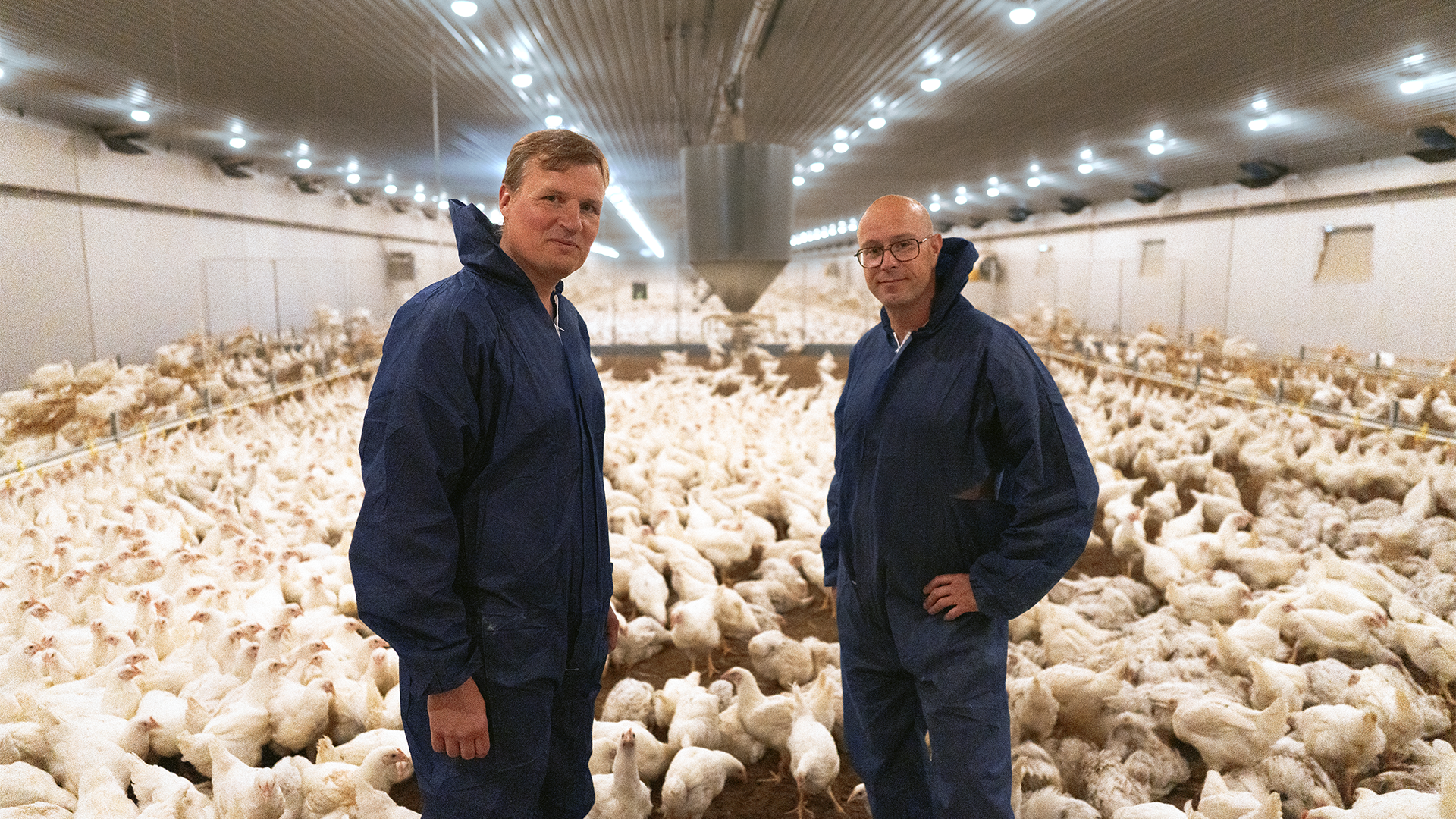 Så blev kyckling vardagsmat i Sverige