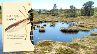 Pengar och sex