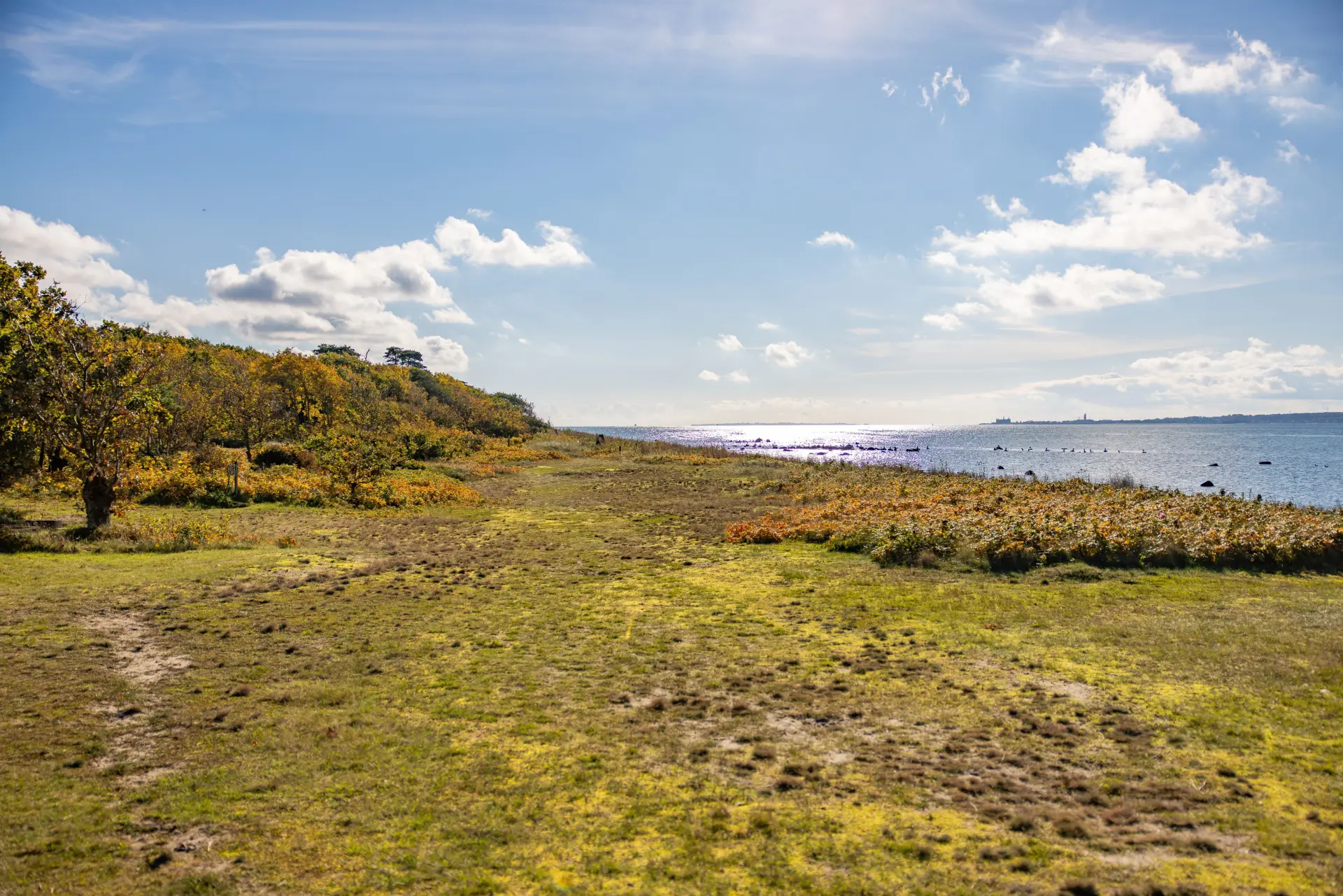 Kustnära gräsmark med vegetation och lugnt hav i bakgrunden under blå himmel med moln.