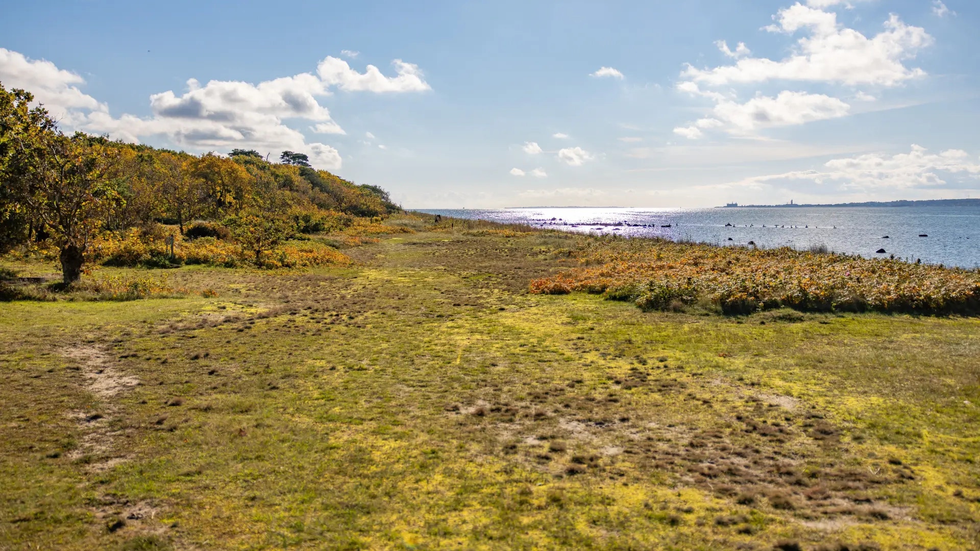 Kustnära gräsmark med vegetation och lugnt hav i bakgrunden under blå himmel med moln.
