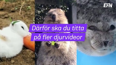 Gulliga djur räddar dig från ekonomiångesten